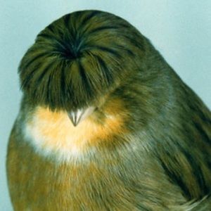 Meet your Posher, R malcolm